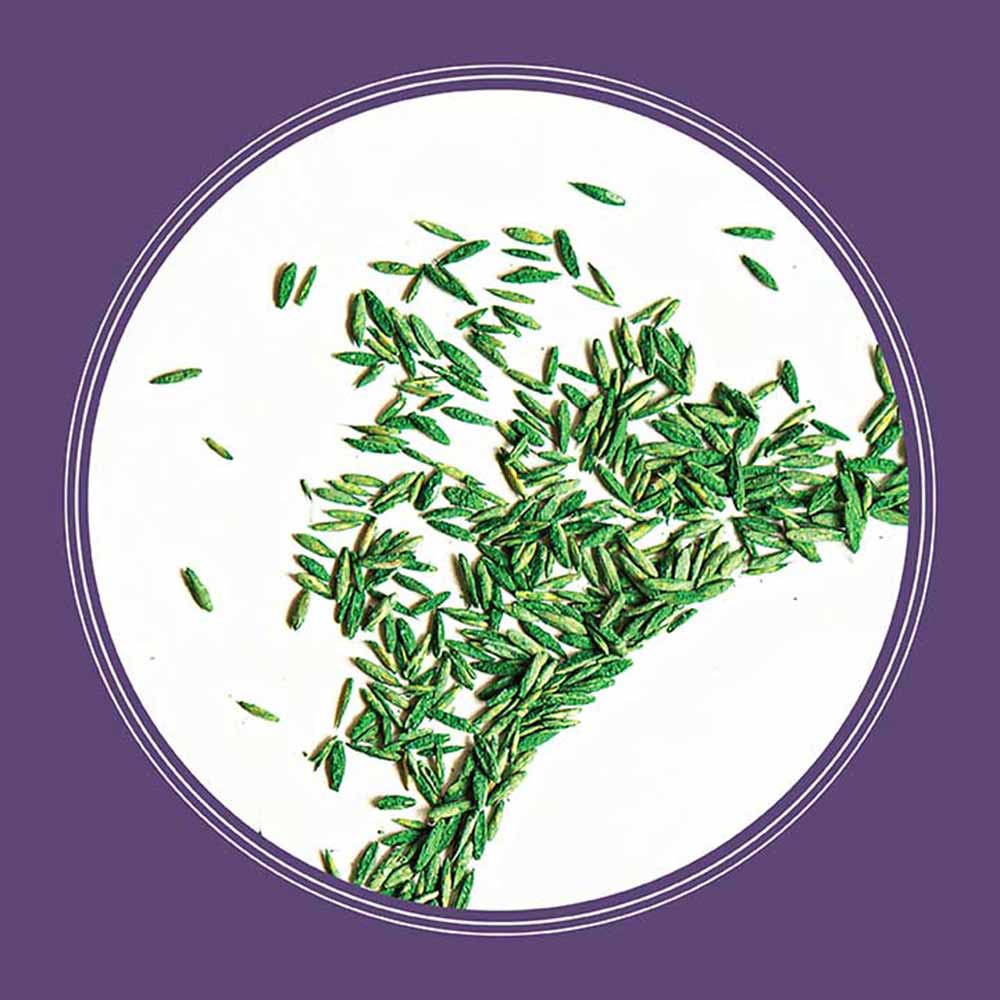 dense-shade-grass-seeds