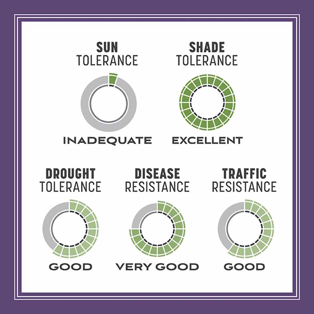 dense-grass-seed-tolerance