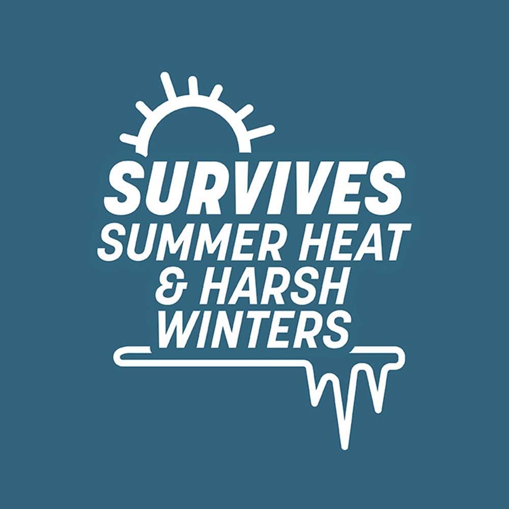 grass-seed-for-heavy-weather