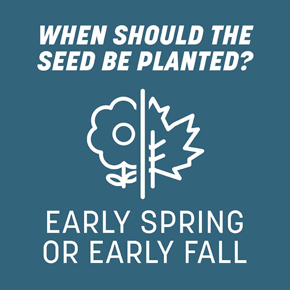 when-to-plant-grass-seed