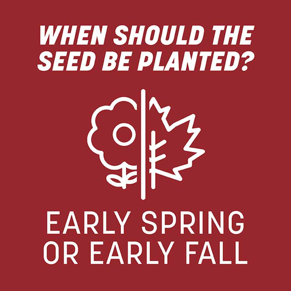 planting-perennial-ryegrass