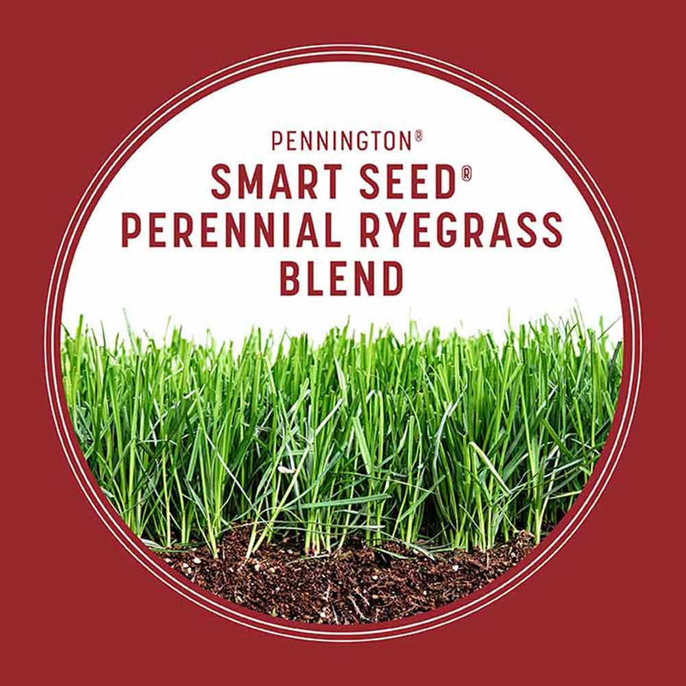 perennial-ryegrass