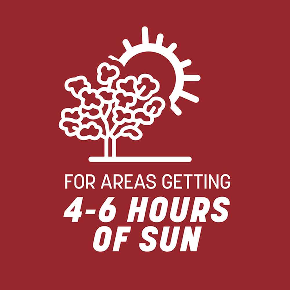 perennial-ryegrass-sun-tolerance