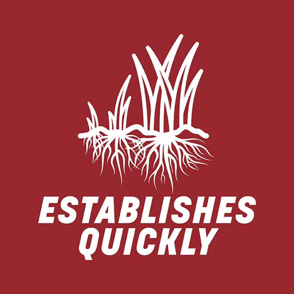 quick-establishing-grass-seed