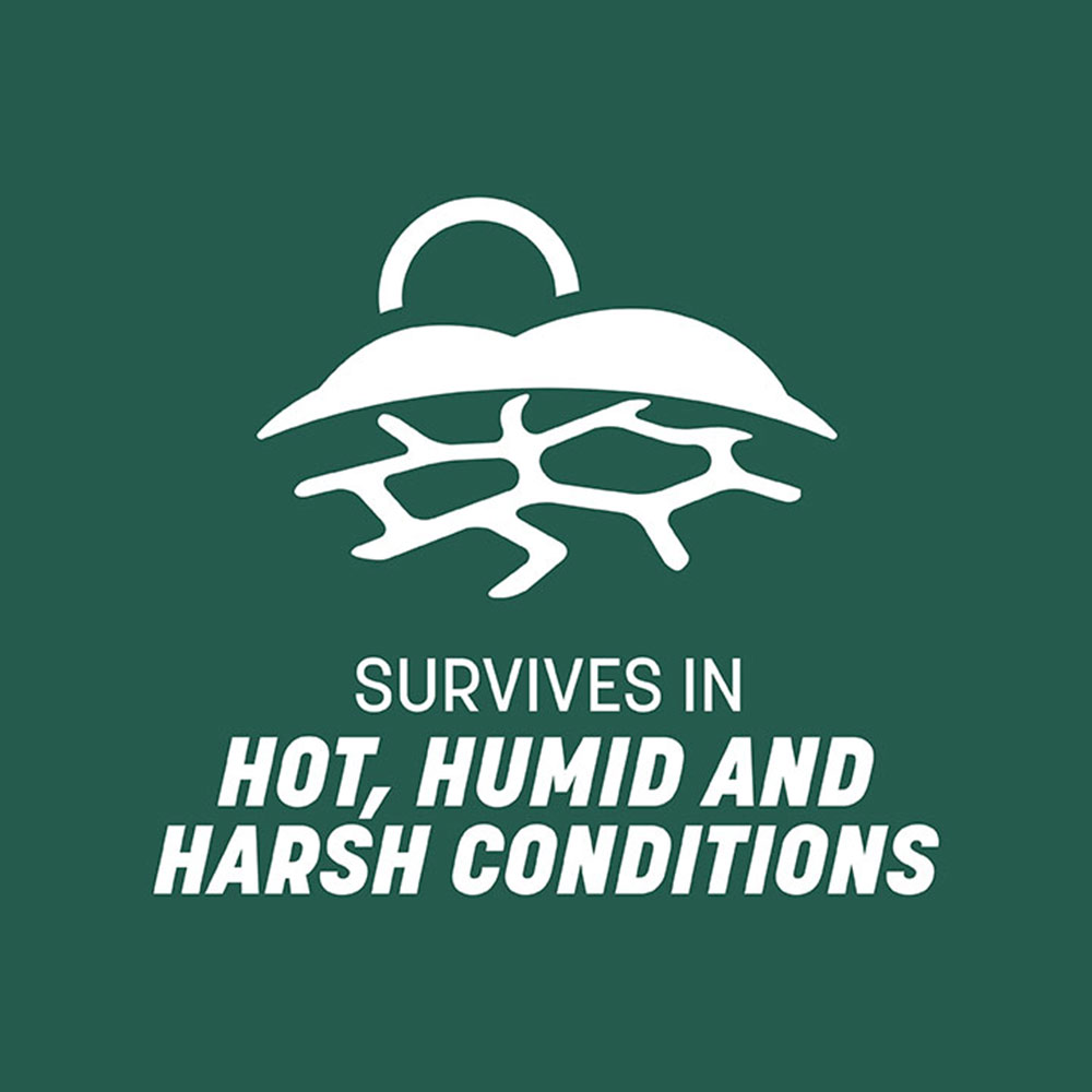 harsh-condition-grass-seed