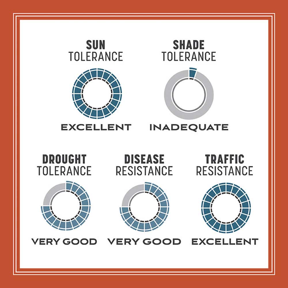 bermuda-grass-tolerance