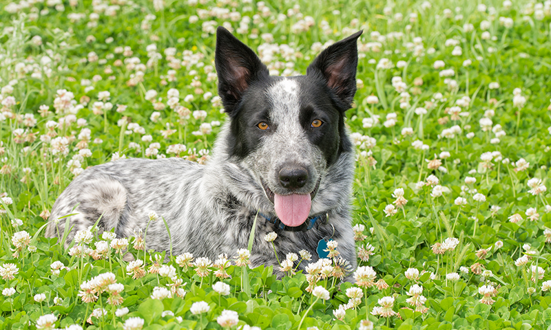 All your family members can enjoy a soft, clover-filled lawn.