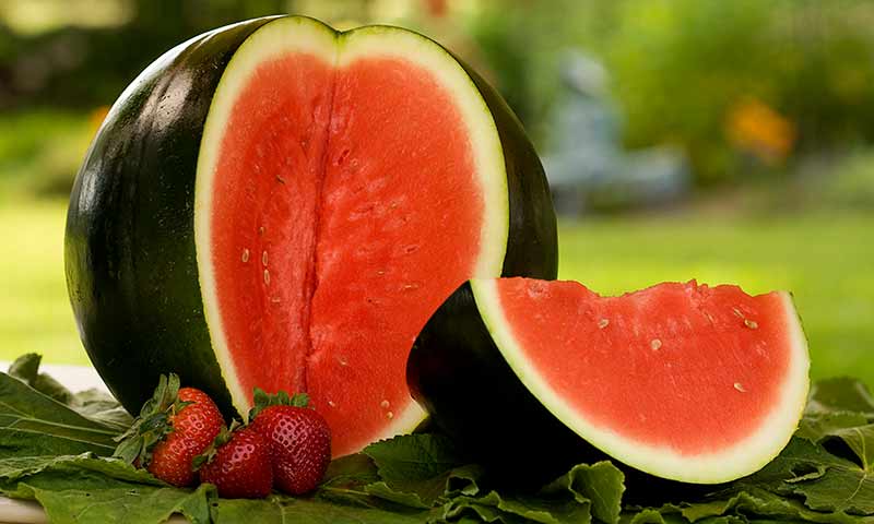 sugar-baby-watermelon