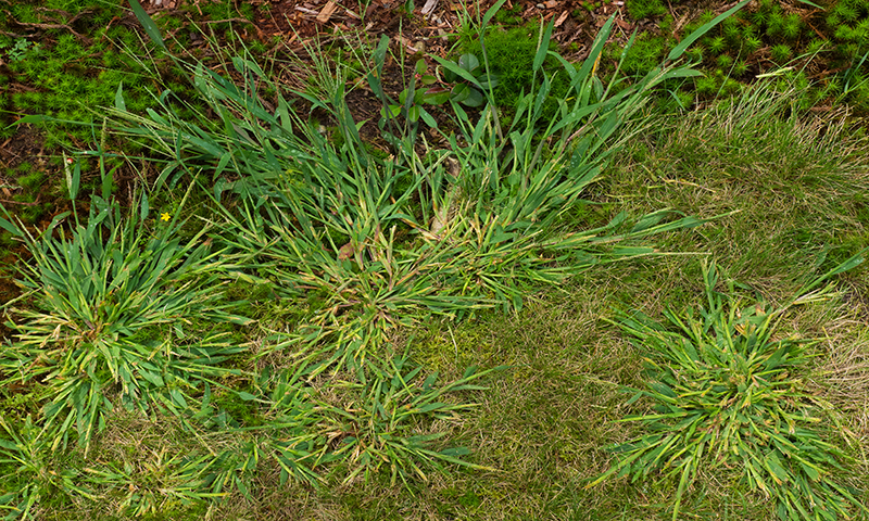 Grassy weeds look grassy but not nearly as nice as your lawn.