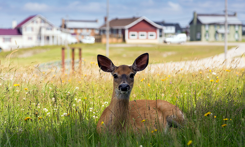 Understand Urban Archery Regulations