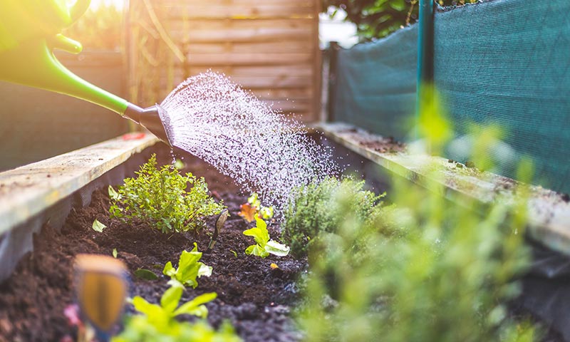 Watering vegetables and herbs in a raised bed.