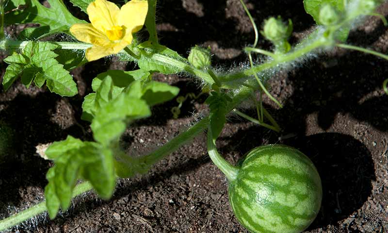 watermelon-flower