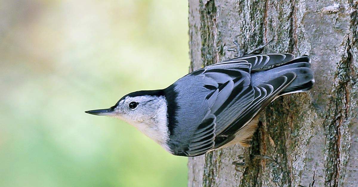 White-breasted Nuthatch perched on tree trunk