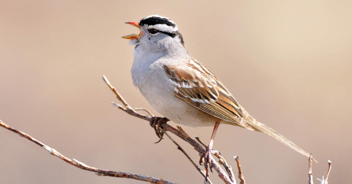 White-crowned Sparrow singing