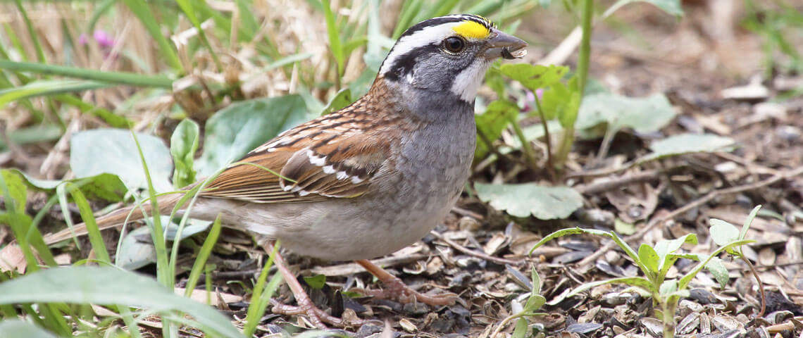 White Millet for Ground-feeding Birds