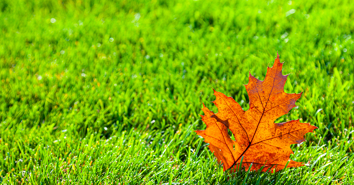 A grass lawn against a backdrop of autumn color.