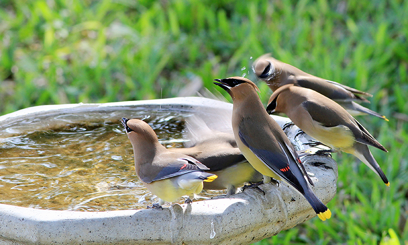 wild-bird-water-features