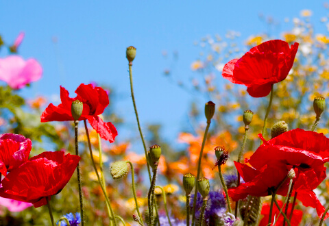 wildflower_header_480x330