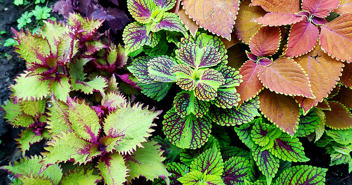 Overwinter tender garden plants indoors to enjoy them again in the spring. 