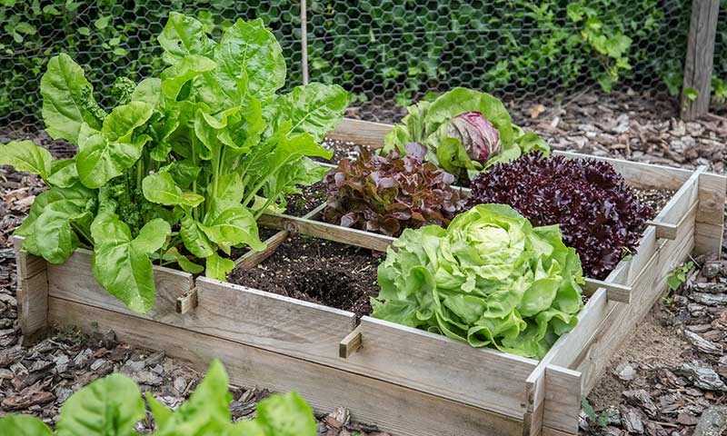 A variety of lettuce plants in a wooden raised bed.