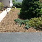 After the clean up, mulching and planting
