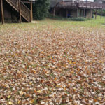 Before Leaf Removal in Montgomery Village