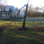 Before Tree Removal Laytonsville