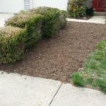 After Clean Up and Mulching in North Potomac Maryland