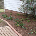 After Clean Up and Mulching in Rockville Maryland