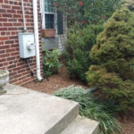 After Clean Up and Mulching in Silver Spring Maryland