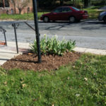 After Clean Up and Mulching in Takoma Park Maryland