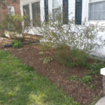 After Clean Up and Mulching in Takoma Park Maryland