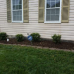 After Shrub Replacement in Gaithersburg Maryland