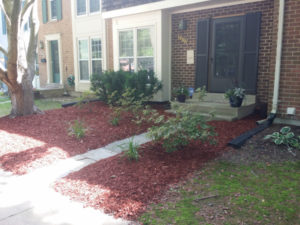 After Debris Clean Up, Hedge Trimming, Weeding, Mulching, by JSV Lawn Care Service, JSV Lawns, JSV Lawns of MD. Lawn Care, Landscaping, Clean Up, Montgomery Village, Montgomery County, Maryland