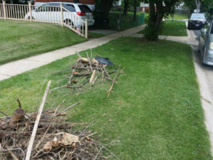 Before Debris Clean Up by JSV Lawn Care Service, JSV Lawns, JSV Lawns of MD. Lawn Care, Landscaping, Clean Up, Weeding, Weed Pulling, Aspen Hill, Montgomery County, Maryland