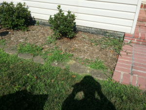Before Weeding and Clean Up by JSV Lawn Care Service, JSV Lawns, JSV Lawns of MD. Lawn Care, Landscaping, Clean Up, Weeding, Weed Pulling, Montgomery County, Maryland,Gaithersburg