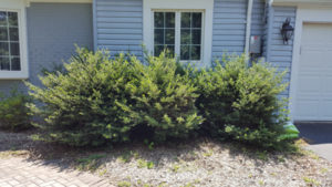 Before Hedge Trimming by JSV Lawn Care Service, JSV Lawns, JSV Lawns of MD. Lawn Care, Landscaping, Clean Up, Ijamsville, Frederick County, Maryland
