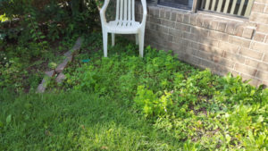 Before Weeding and Clean Up by JSV Lawn Care Service, JSV Lawns, JSV Lawns of MD. Lawn Care, Landscaping, Clean Up, Weeding, Weed Pulling, Montgomery County, Maryland, Montgomery Village