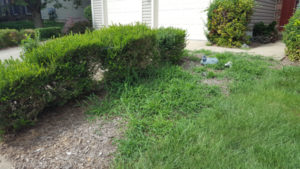 Before Weeding and Clean Up by JSV Lawn Care Service, JSV Lawns, JSV Lawns of MD. Lawn Care, Landscaping, Clean Up, Weeding, Weed Pulling, Montgomery County, Maryland, North Potomac