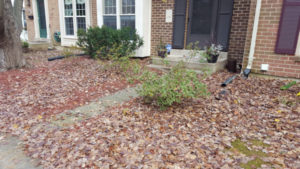 Before Leaf Removal, Clean Up by JSV Lawn Care Service, JSV Lawns, JSV Lawns of MD. Lawn Care, Landscaping, Clean Up, Montgomery Village, Montgomery County, Maryland