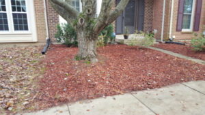 After Leaf Removal, Clean Up by JSV Lawn Care Service, JSV Lawns, JSV Lawns of MD. Lawn Care, Landscaping, Clean Up, Montgomery Village, Montgomery County, Maryland