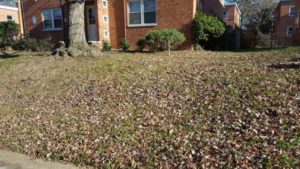 Before Leaf Removal, Clean Up by JSV Lawn Care Service, JSV Lawns, JSV Lawns of MD. Lawn Care, Landscaping, Clean Up, Takoma Park, Montgomery County, Maryland