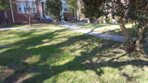 After Leaf Removal, Clean Up by JSV Lawn Care Service, JSV Lawns, JSV Lawns of MD. Lawn Care, Landscaping, Clean Up, Takoma Park, Montgomery County, Maryland