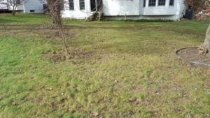 After Leaf Removal, Clean Up by JSV Lawn Care Service, JSV Lawns, JSV Lawns of MD. Lawn Care, Landscaping, Clean Up, Montgomery Village, Montgomery County, Maryland